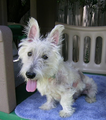 Bentley is a Scottie Kingdom Rescue Dog and he will be just fine after